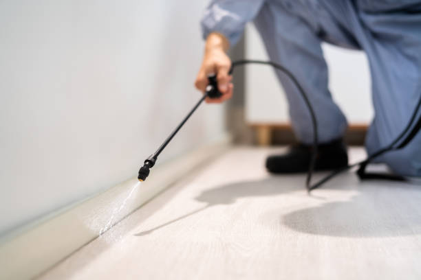 Rodent Entry Point Assessment in Springfield