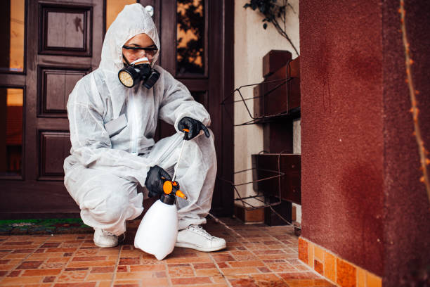 Attic and Crawl Space Rodent Treatment in Springfield