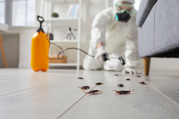 Commercial Rodent Management in Springfield